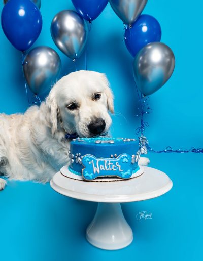 dog with blue cake birthday photos