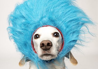 animal photos by jill garrett photography