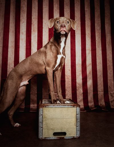 animal photos by jill garrett photography