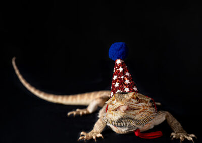 iguana with party hat on black background