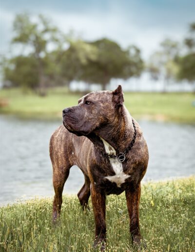 wolf session with jill garrett photography
