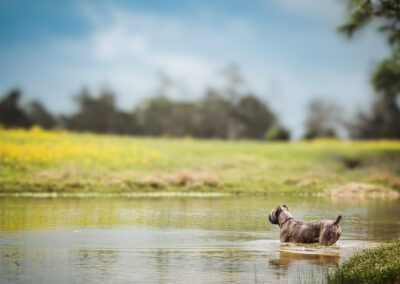 wolf session with jill garrett photography
