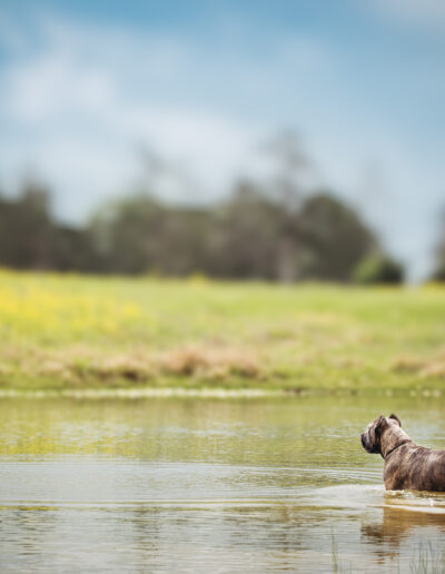 wolf session with jill garrett photography
