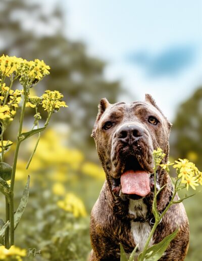 wolf session with jill garrett photography