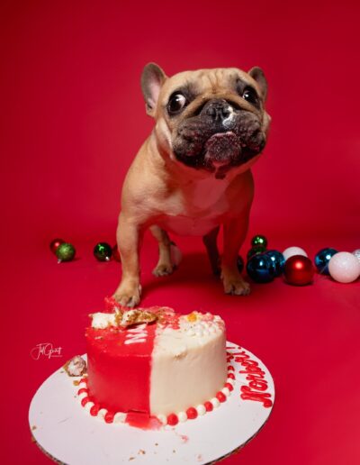 birthday photo barkday session with cute dog on red background