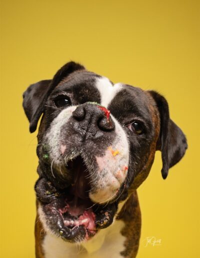 barkday session cute dog with yellow background