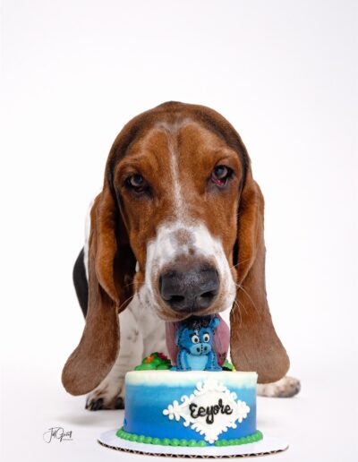 barkday session floppy ears dog licking cake