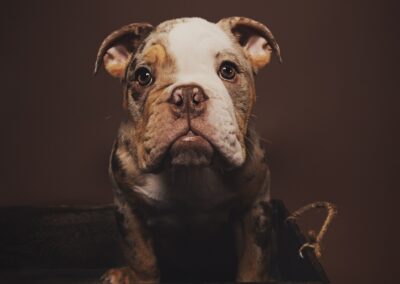 small cute dog on brown couch brown background