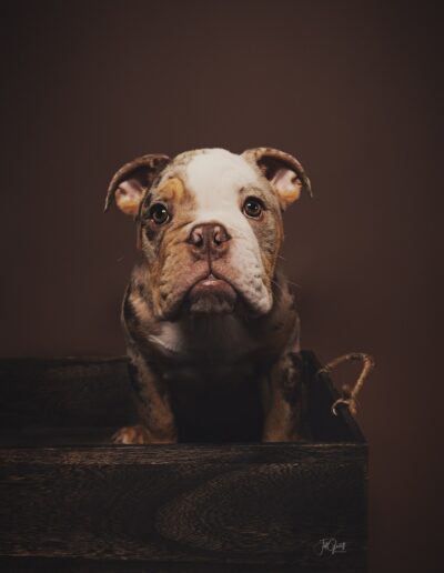 small cute dog on brown couch brown background