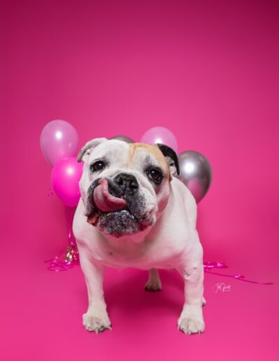 barkday session pink background white dog