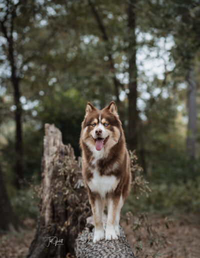 wolf session with jill garrett photography