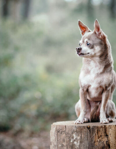 wolf session with jill garrett photography