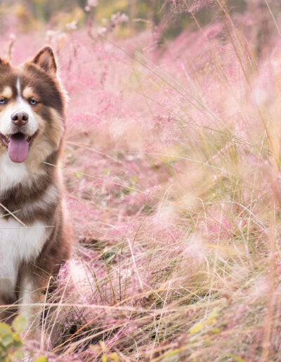 wolf session with jill garrett photography