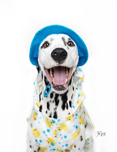 cute pupper session photo by jill garrett