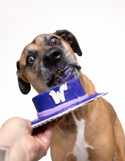 barkday session purple cake