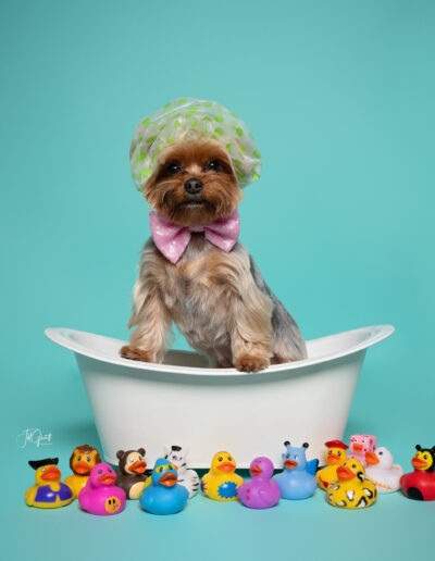 cute pupper session puppy in tiny bathtub photo by jill garrett