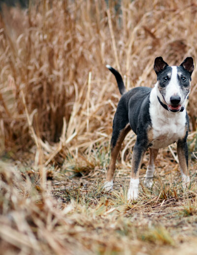 wolf session with jill garrett photography