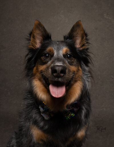 beautiful doggo in photo session texture background