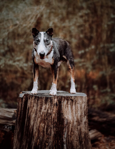wolf session with jill garrett photography