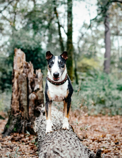 wolf session with jill garrett photography