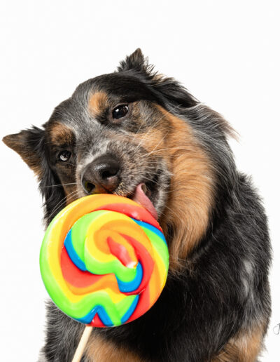 big doggo licking lollipop in professional photo session