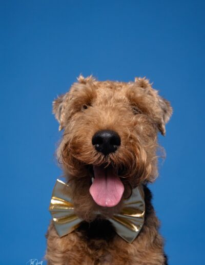 cute pupper session blue background photo by jill garrett
