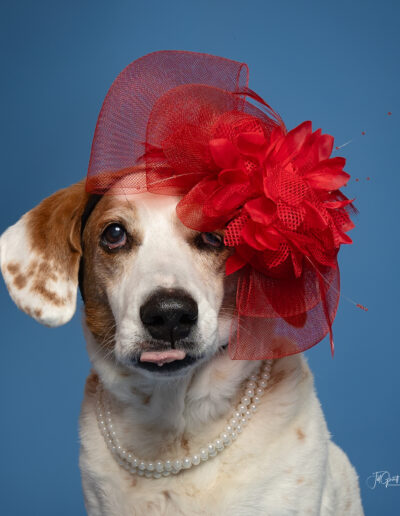 doggo with red hat in photo session