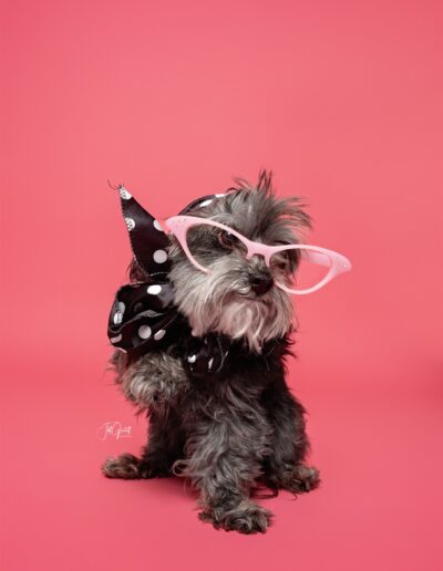 cute pupper session photo with pink glasses by jill garrett