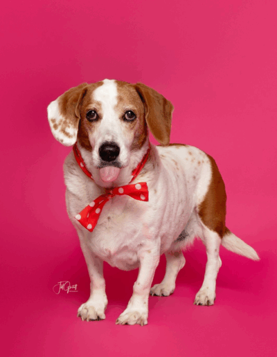 pink background doggo session red bow
